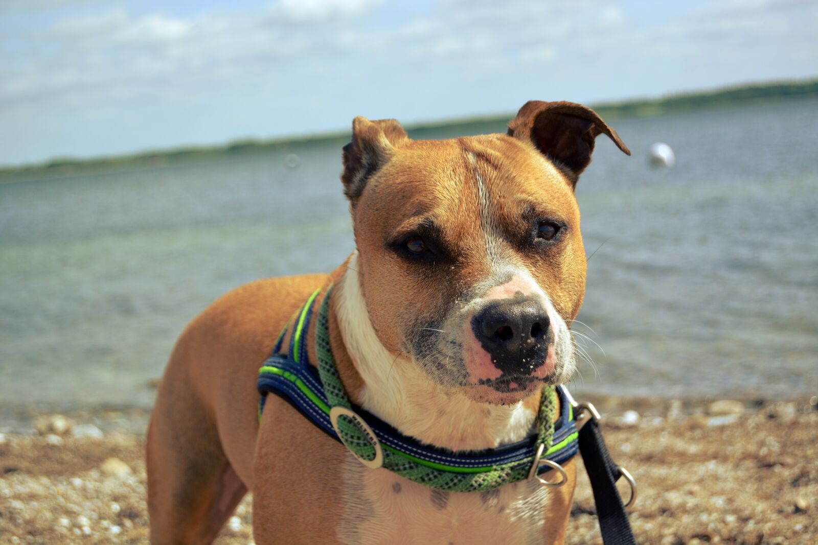 Nikon D5200 sample photo. Dog, amstaff, american photography