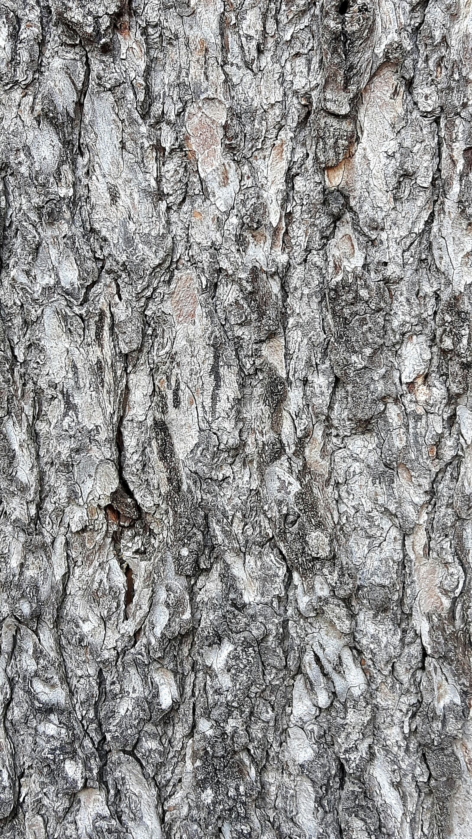 Samsung Galaxy S5 Neo sample photo. Wood, bark, tree photography