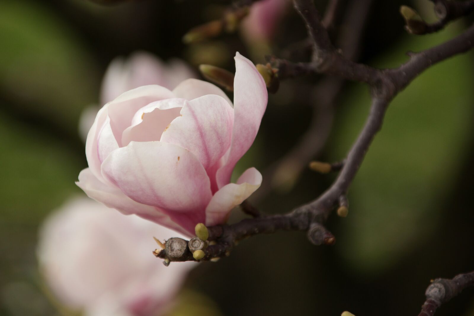 Canon EOS 100D (EOS Rebel SL1 / EOS Kiss X7) sample photo. Magnolias, spring, flowers photography