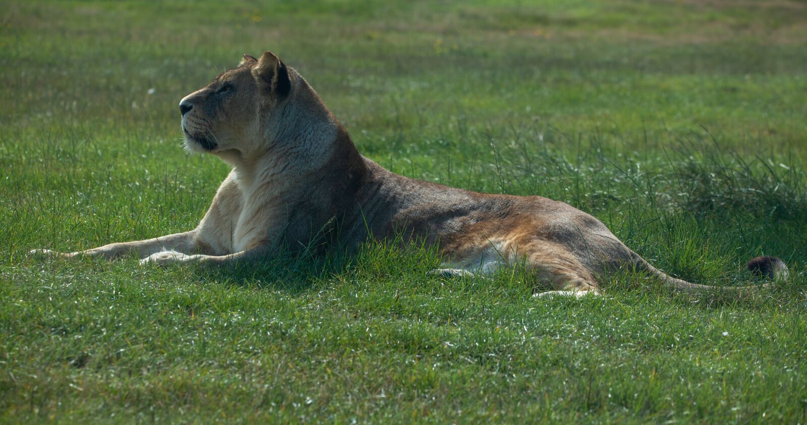 150-600mm F5-6.3 DG OS HSM | Contemporary 015 sample photo. Lioness, lion, central africa photography
