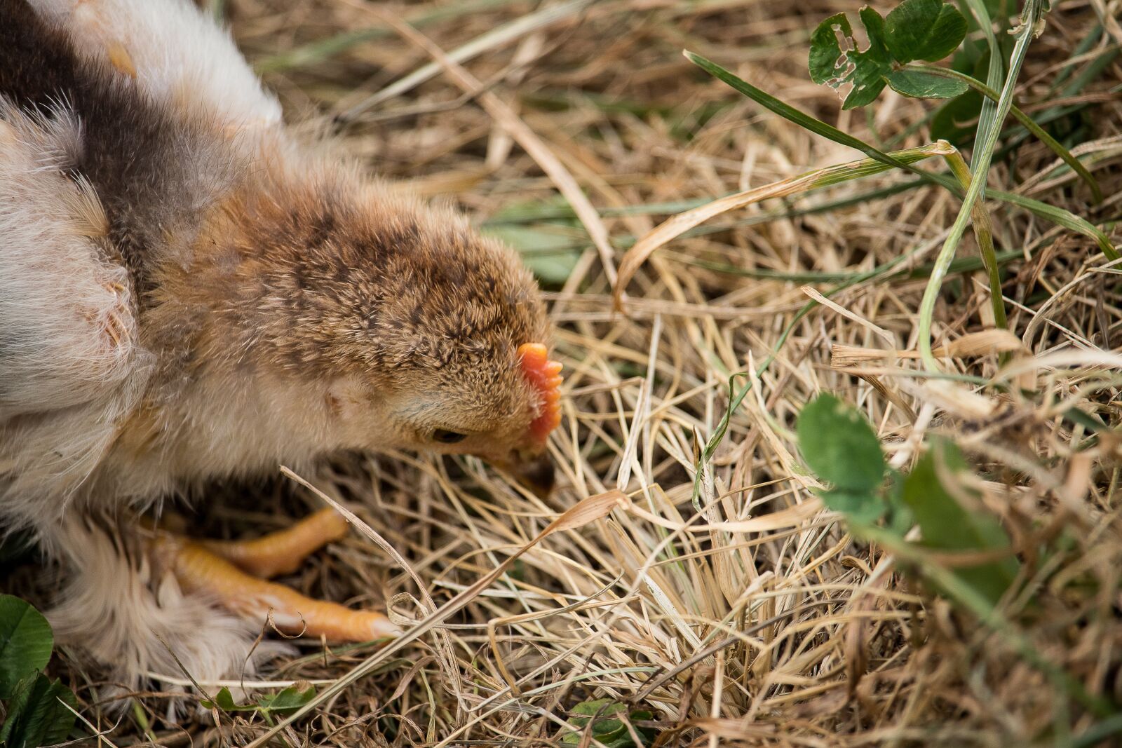 Canon EF-S 55-250mm F4-5.6 IS STM sample photo. Chicks, chicken, bird photography