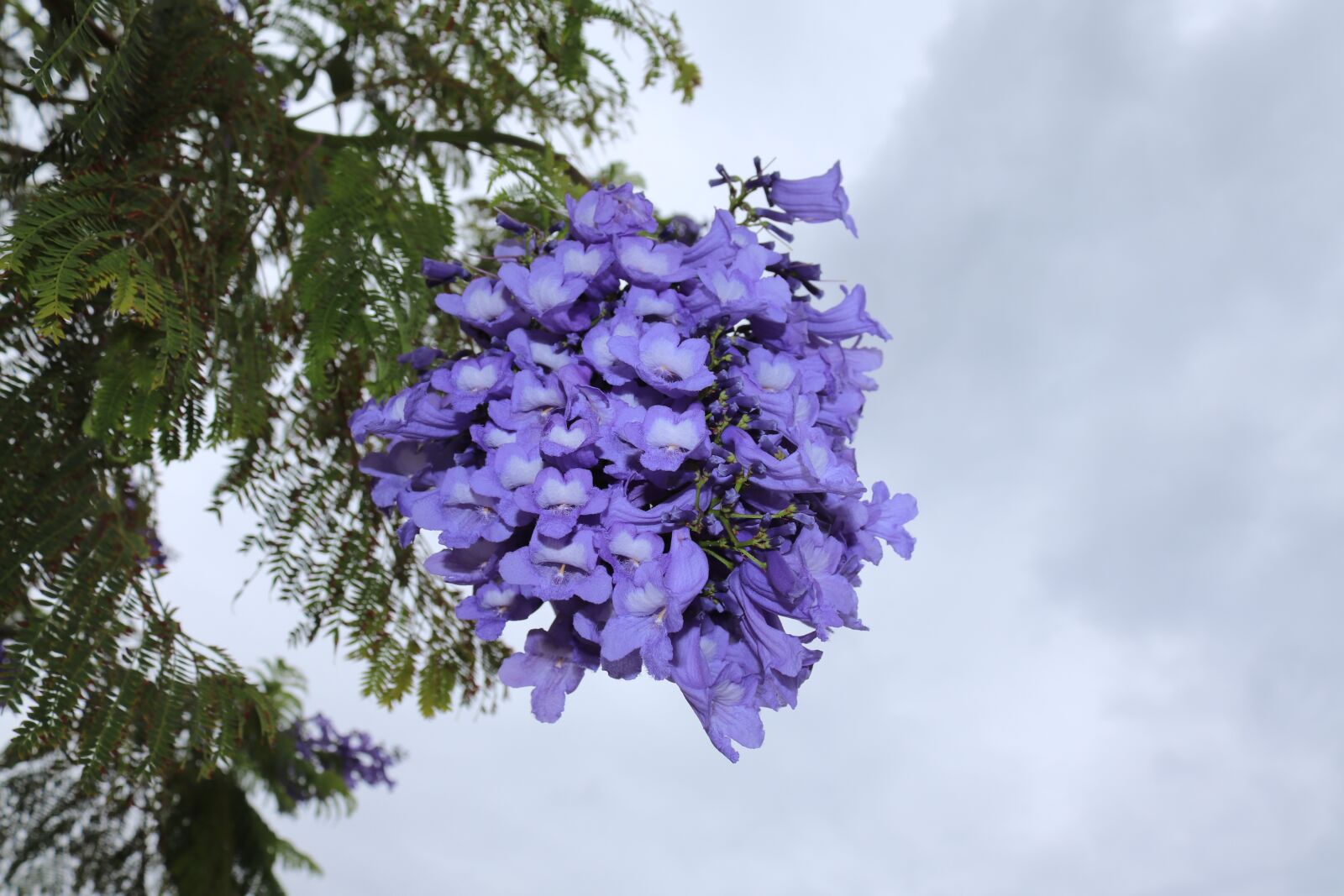 Blue tree. Дерево синего цвета. Дерево с голубыми цветами. Деревья цветущие синими цветами. Дерево с синими цветами.