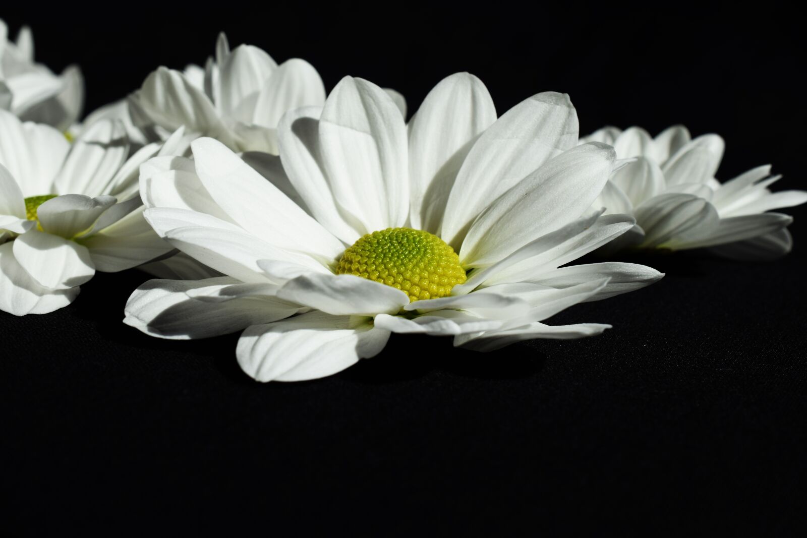 Nikon D5300 sample photo. Flower, white, black color photography