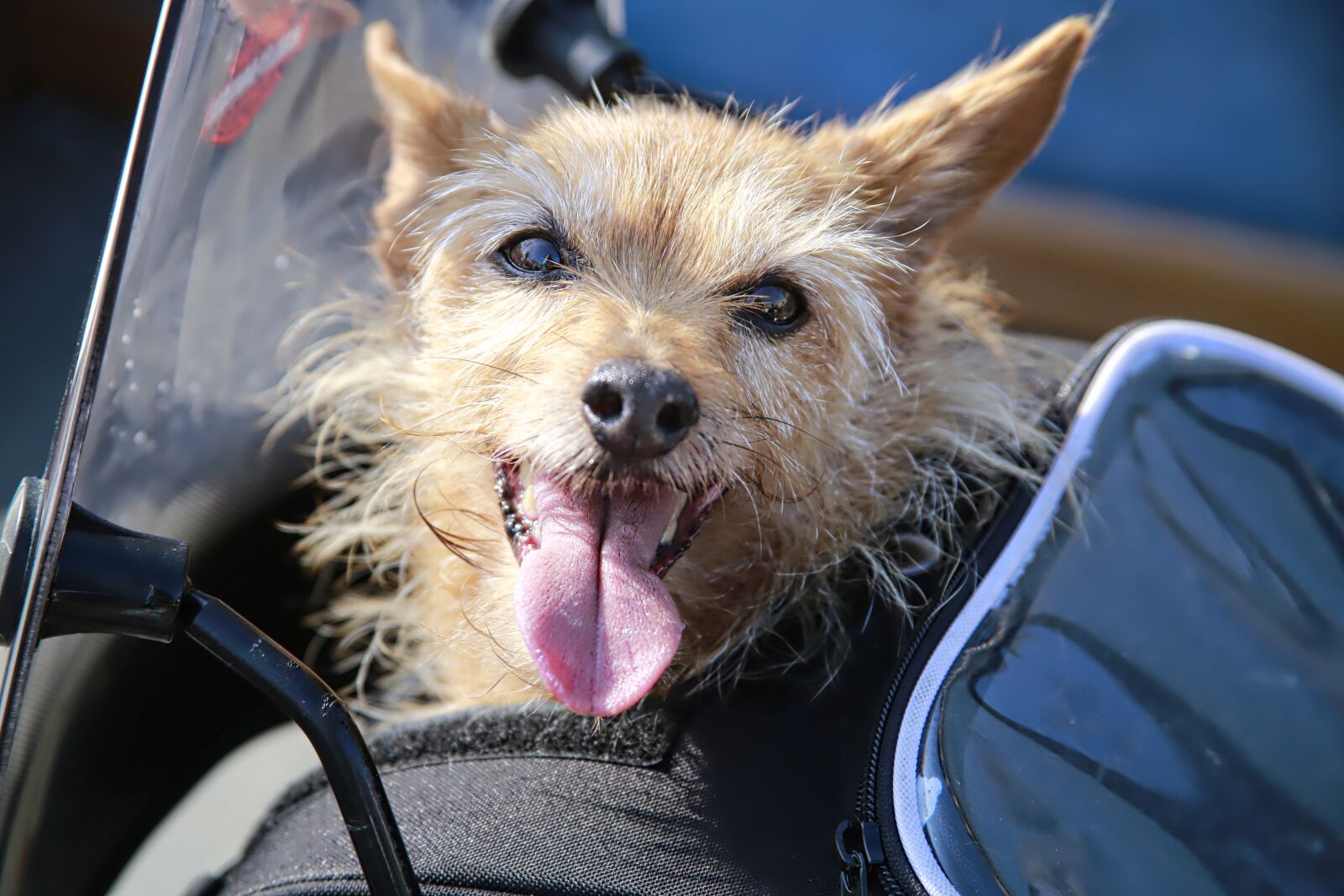 Canon EOS 5D Mark III sample photo. Dog, animal, domestic animal photography