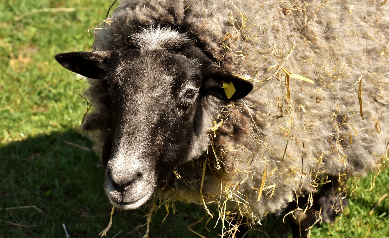 Nikon D7200 sample photo. Sheep, wool, animal photography