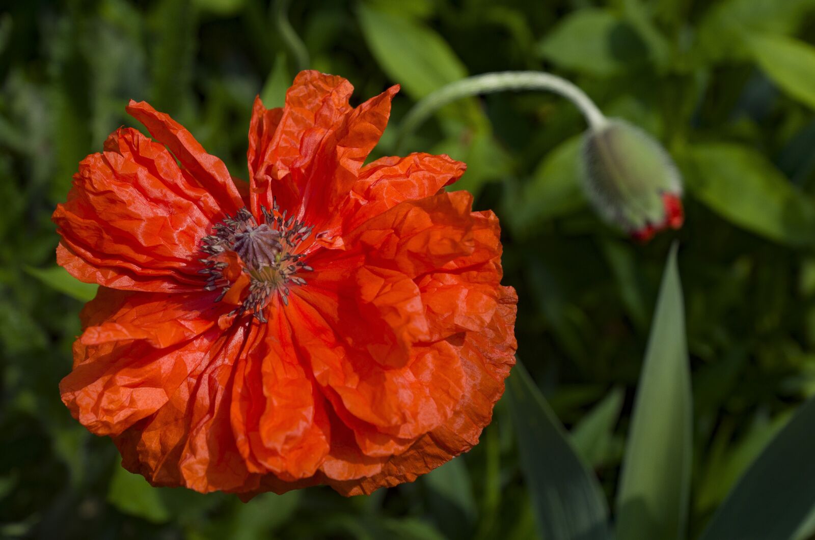 Sony SLT-A77 + Sony DT 16-50mm F2.8 SSM sample photo. Poppy, poppy flower, klatschmohn photography