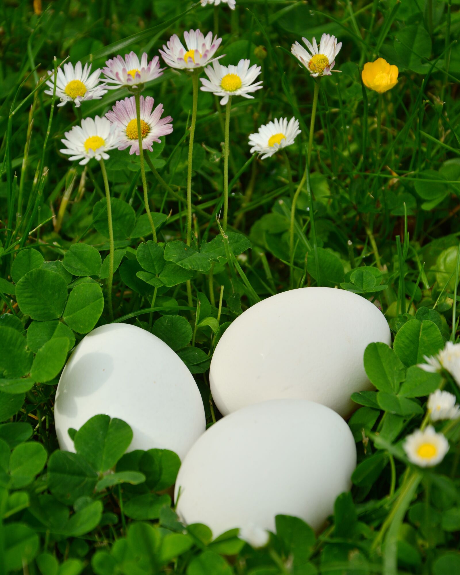 Nikon D5200 sample photo. Egg, white eggs, meadow photography