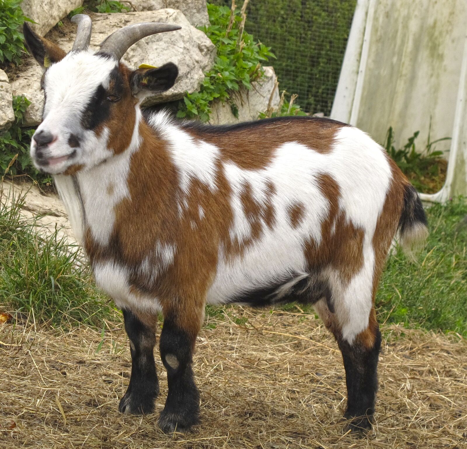 Canon PowerShot G12 sample photo. Goat, kid, small goat photography