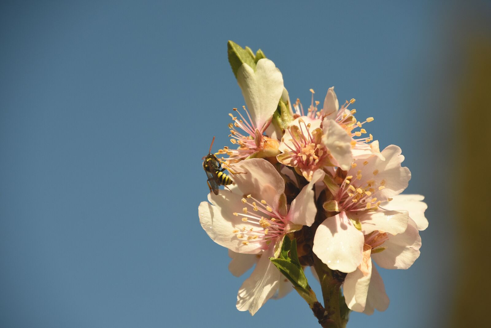 Nikon D7200 sample photo. Flower, nature, plant photography