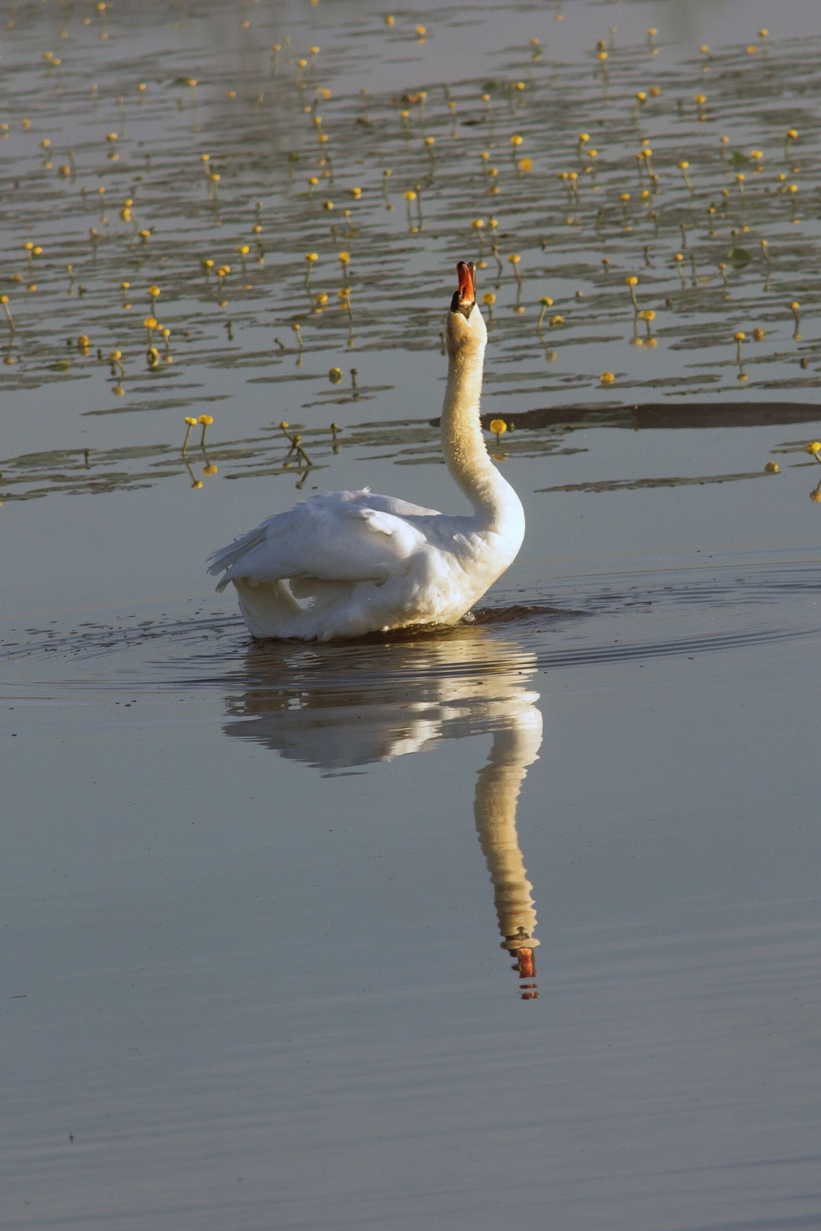 Canon EOS 600D (Rebel EOS T3i / EOS Kiss X5) sample photo. Swan, mute swan, swan photography