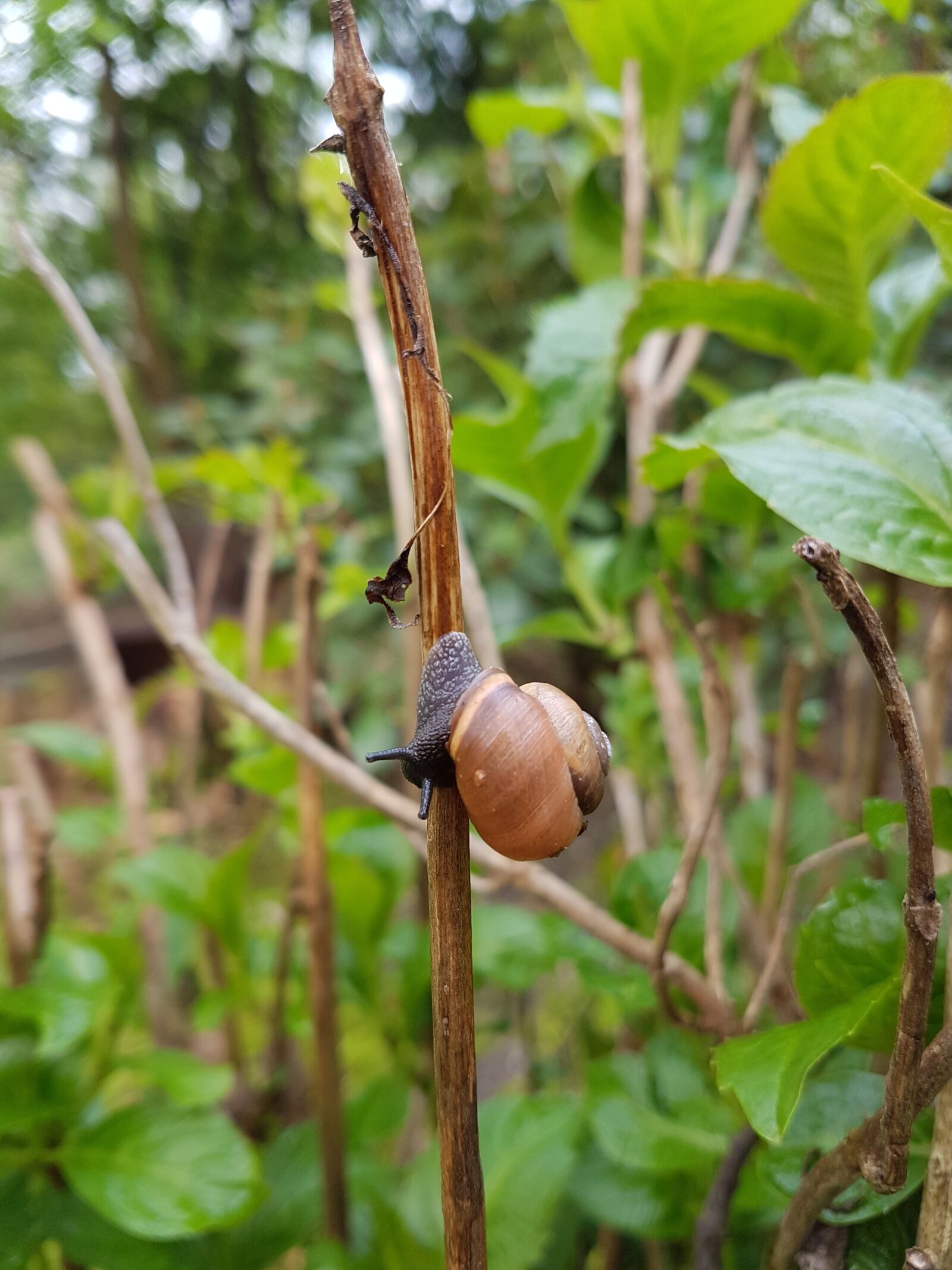 Samsung Galaxy S7 Edge sample photo. Snail, nature, close up photography