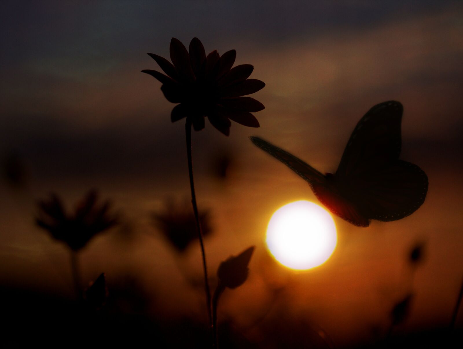 Canon EF-S 60mm F2.8 Macro USM sample photo. Butterfly, flower, shadows photography
