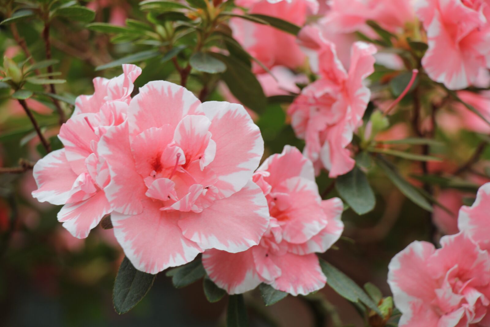 Canon EOS 550D (EOS Rebel T2i / EOS Kiss X4) sample photo. Flower, flowers, pink photography