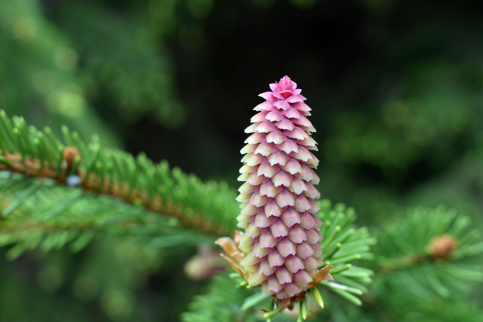 Nikon D3400 sample photo. Pine cone, forest, spring photography