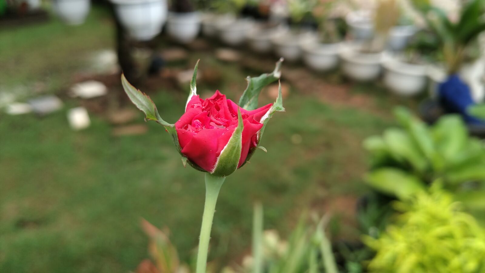 ASUS X01BDA sample photo. Flower, rose, red photography
