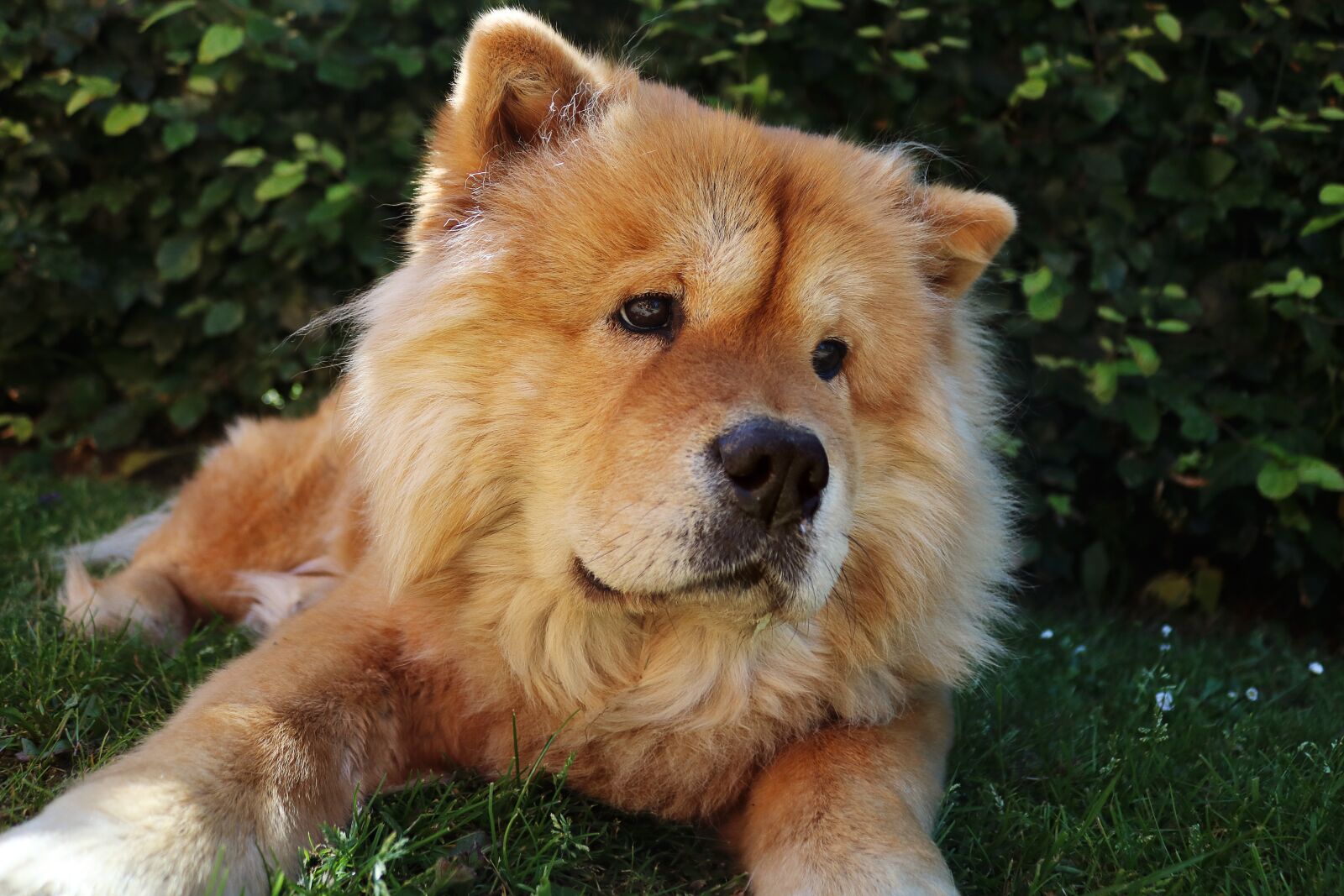 Canon EOS 750D (EOS Rebel T6i / EOS Kiss X8i) + Canon EF-S 18-55mm F3.5-5.6 III sample photo. Chow chow, dog, pet photography
