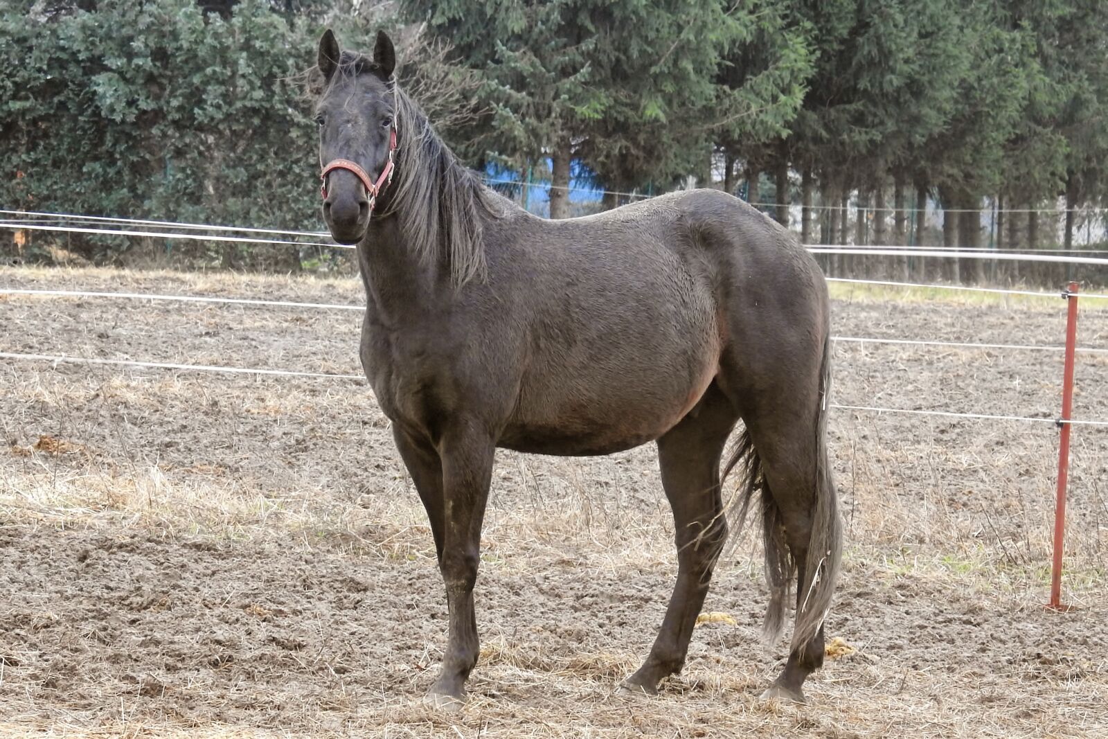 Nikon Coolpix P900 sample photo. Horse, black-brown, pasture photography