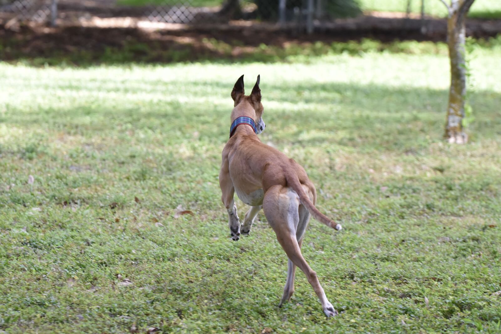 Nikon D5500 sample photo. Greyhound, sight hound, dog photography