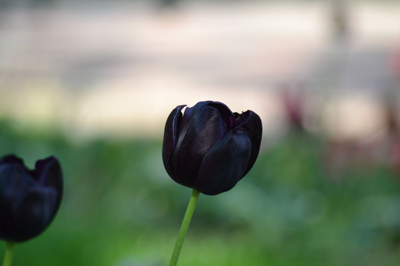 Nikon D3100 sample photo. Tulip, flower, nature photography