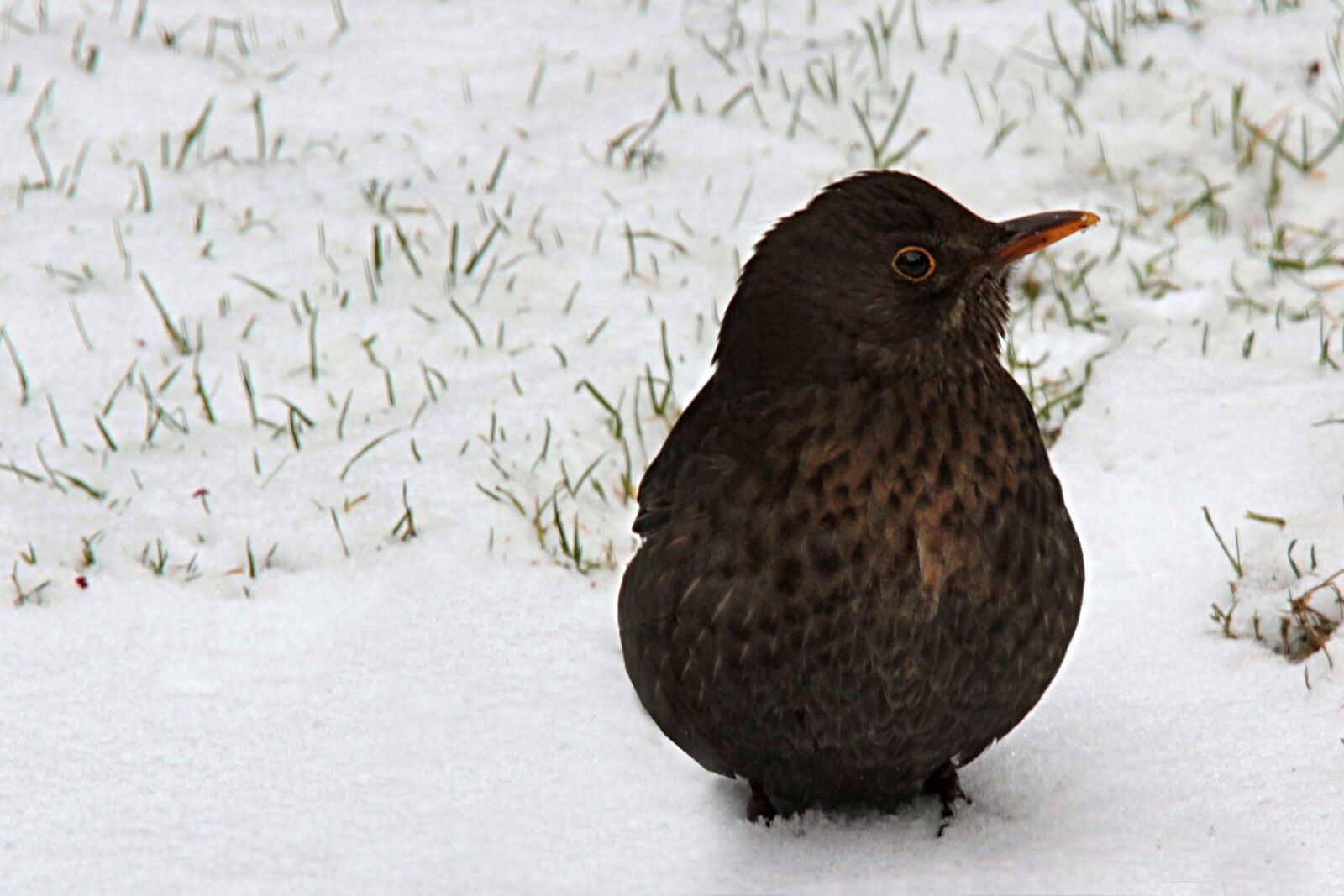 Canon EOS 550D (EOS Rebel T2i / EOS Kiss X4) sample photo. Animal, bird, blackbird photography