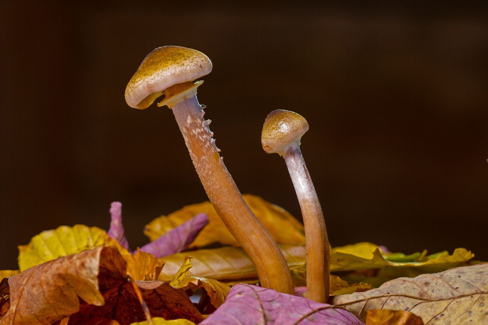 Canon EOS 7D sample photo. Mushroom, mushrooms, fall foliage photography