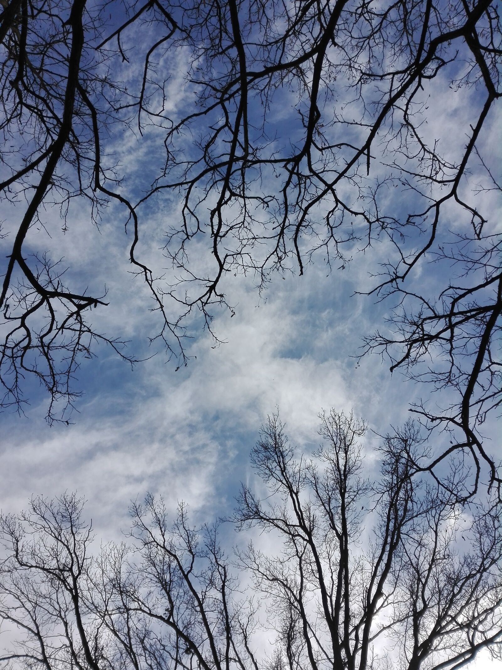 HUAWEI P8 Lite sample photo. Sky, tree, blue photography