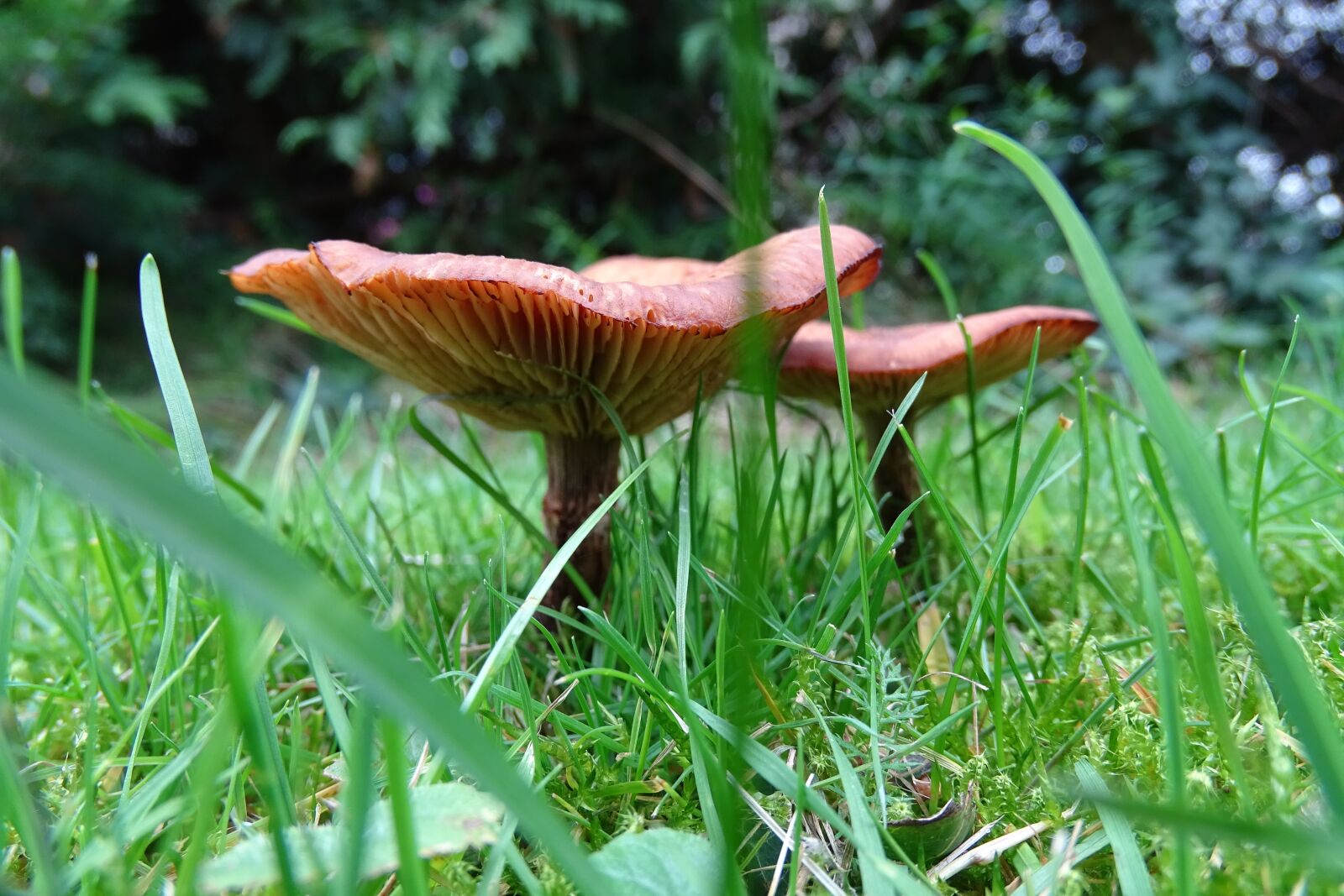 Sony Cyber-shot DSC-HX400V sample photo. Mushrooms, grass, meadow photography