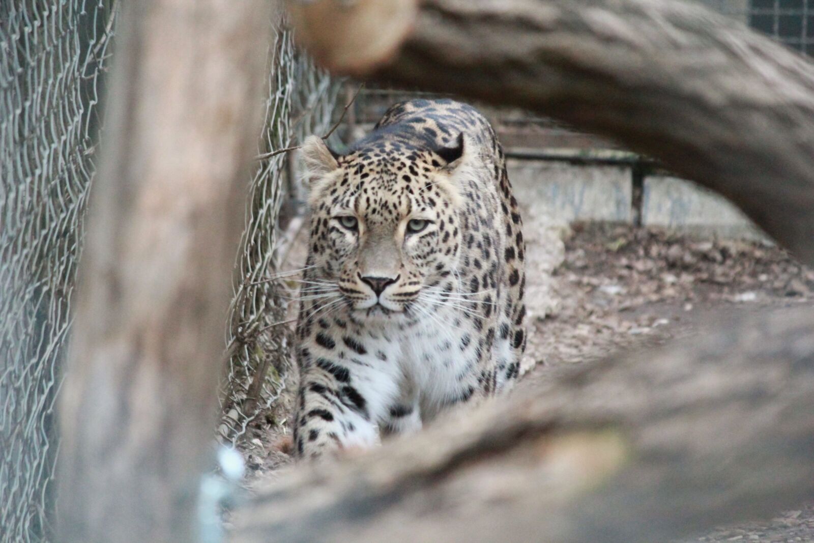 Canon EOS 550D (EOS Rebel T2i / EOS Kiss X4) sample photo. Cheetah, animal, wild photography
