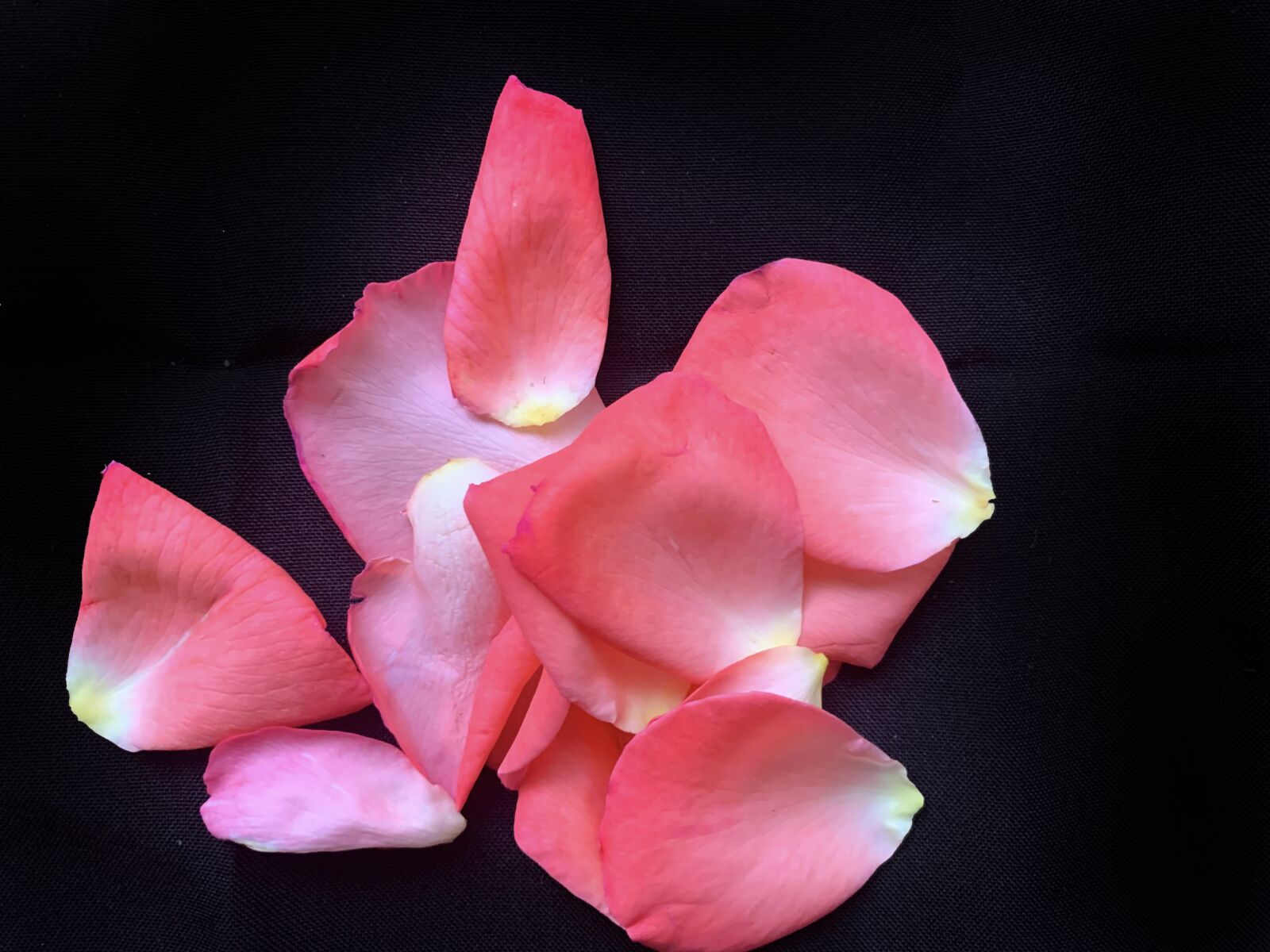 Apple iPhone XS sample photo. Petals, rose, pink photography