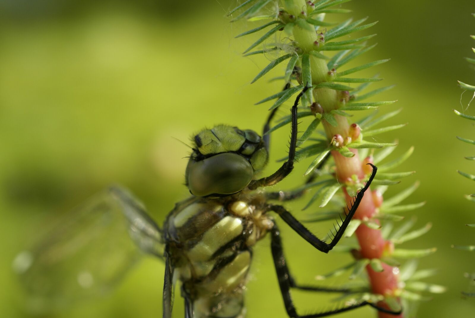 Sony Alpha DSLR-A100 sample photo. Winged insects, dragonfly, baby photography