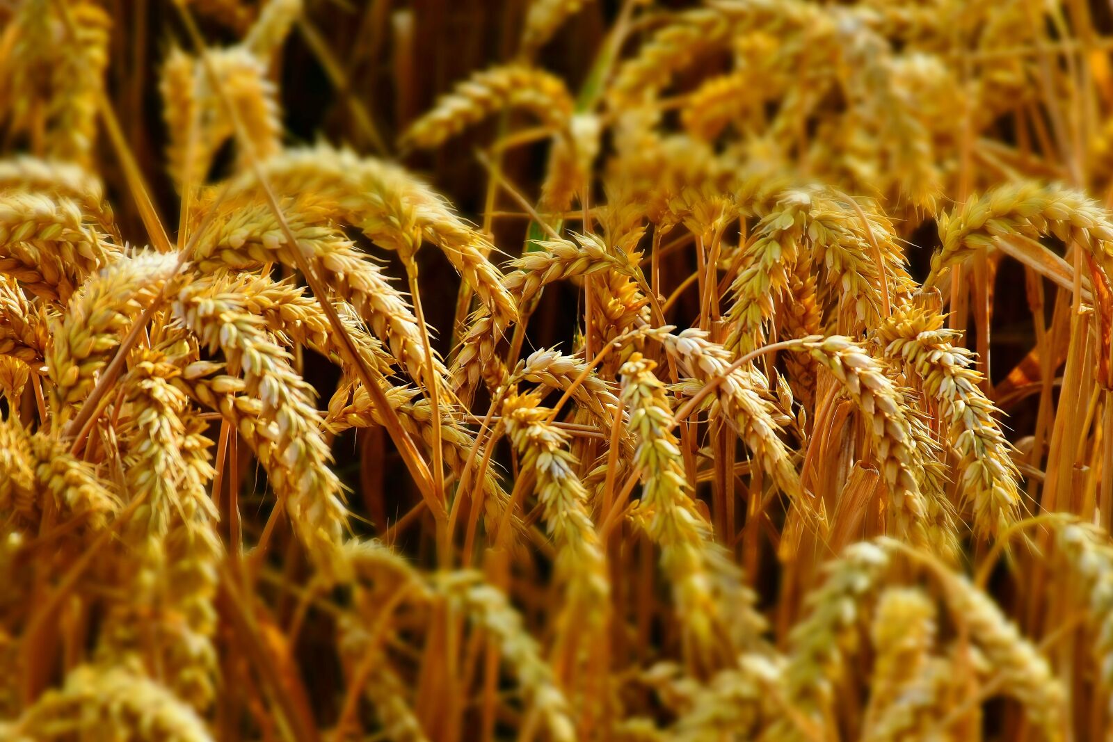 Nikon D7200 sample photo. Wheat, wheat field, wheat photography