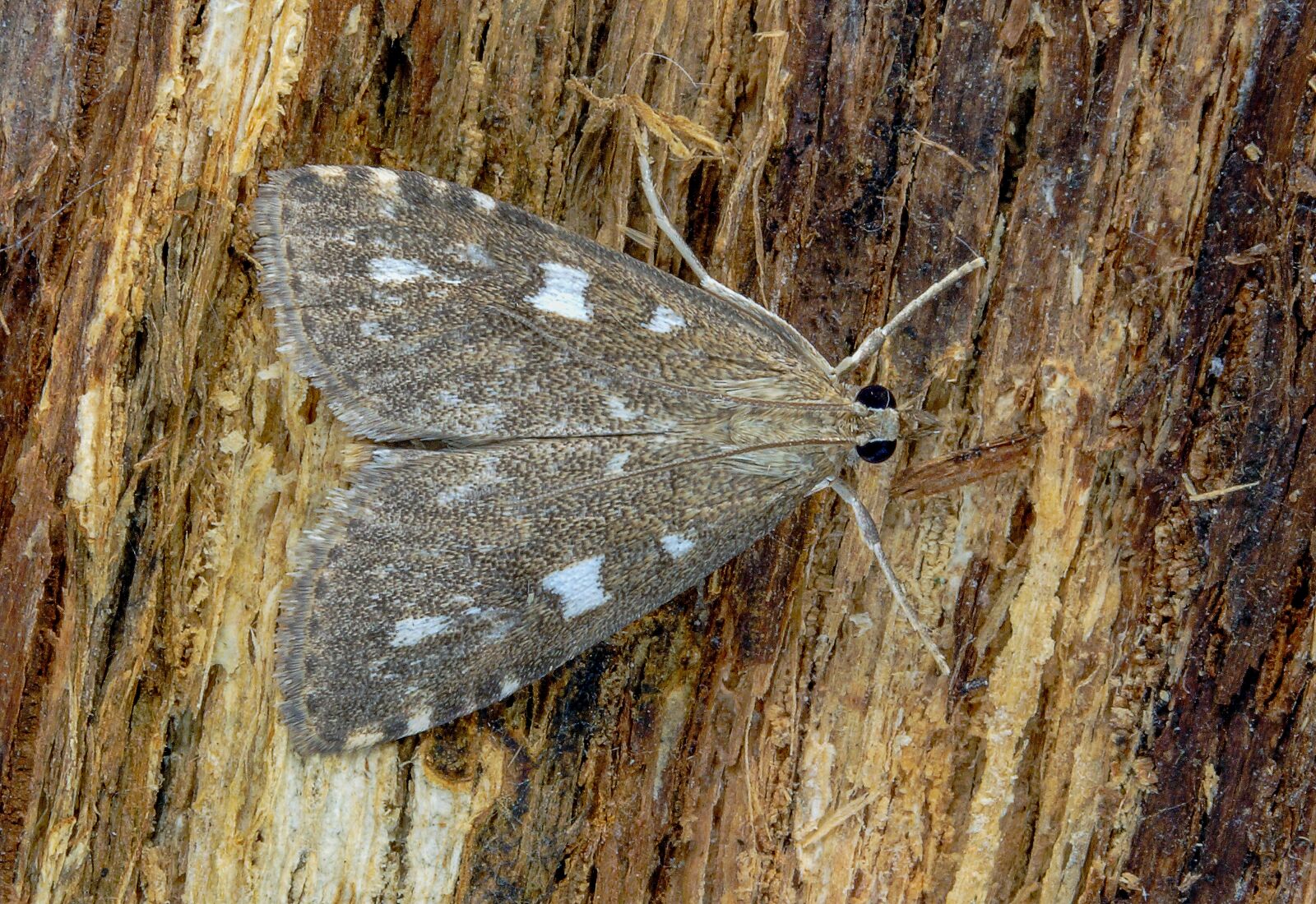 Canon EOS 400D (EOS Digital Rebel XTi / EOS Kiss Digital X) sample photo. Olive pearl, moth, micro photography