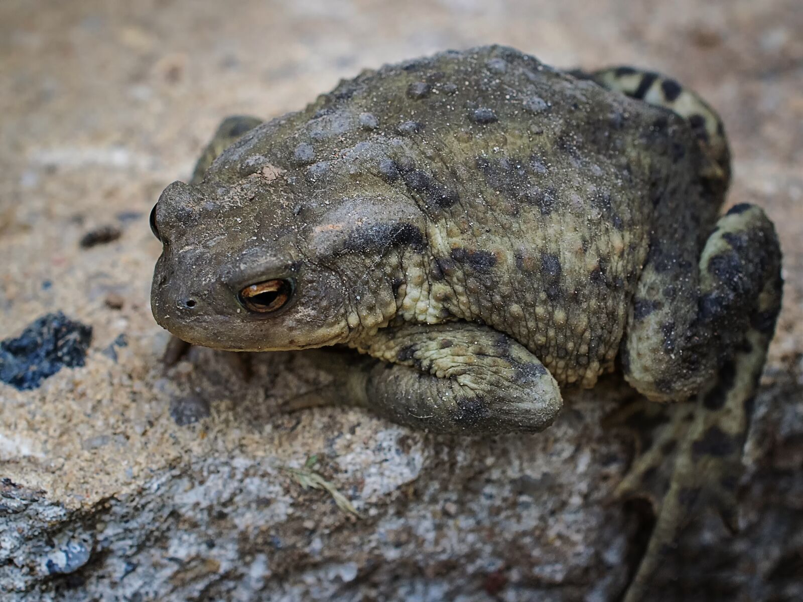Nikon D3300 sample photo. Common toad, nature, animal photography
