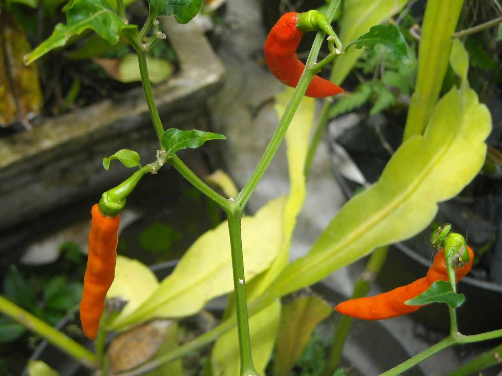 Nikon Coolpix L16 sample photo. Chili, lombok, red photography