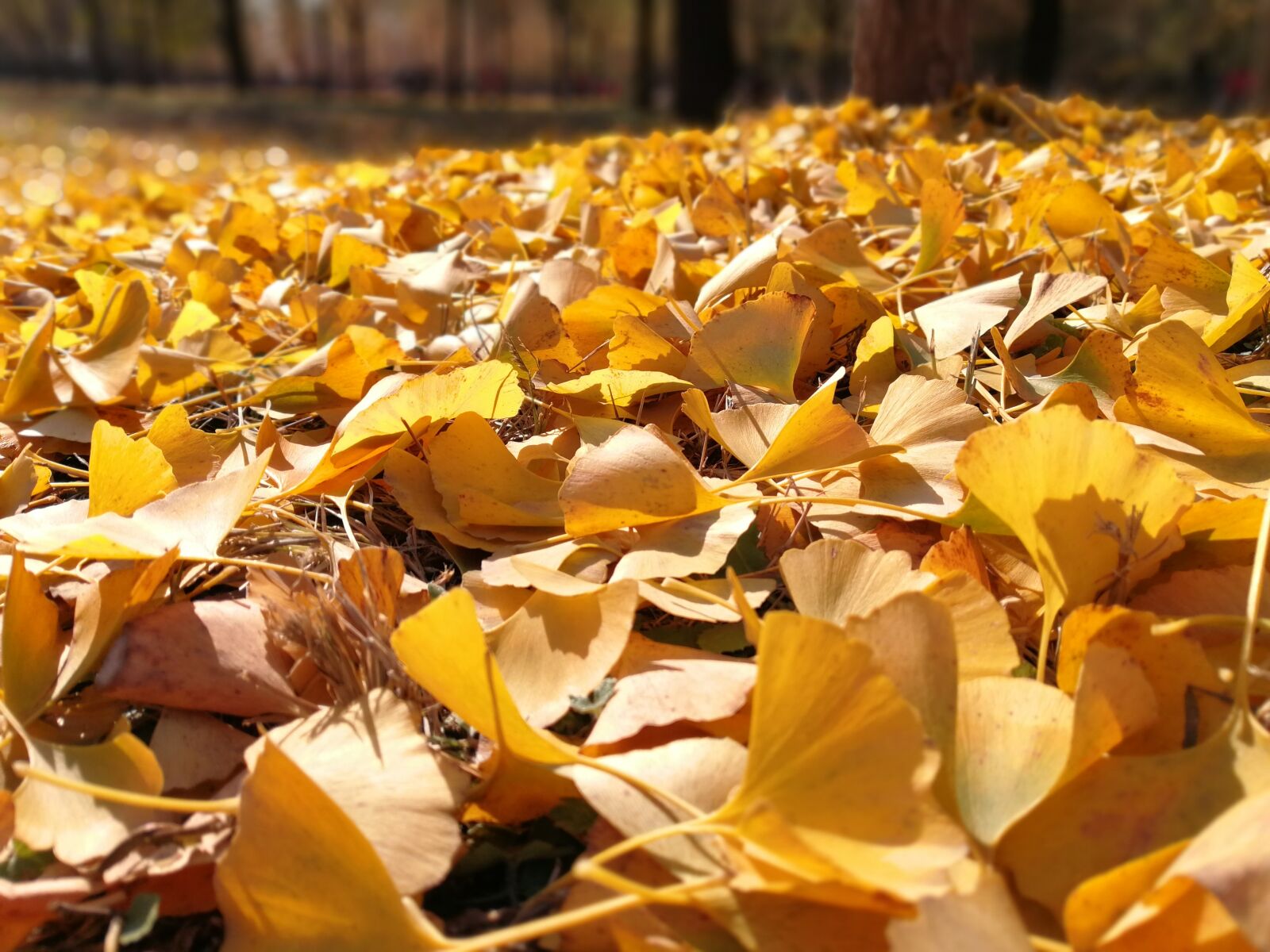 HUAWEI P10 Plus sample photo. Autumn, ginkgo, full yellow photography