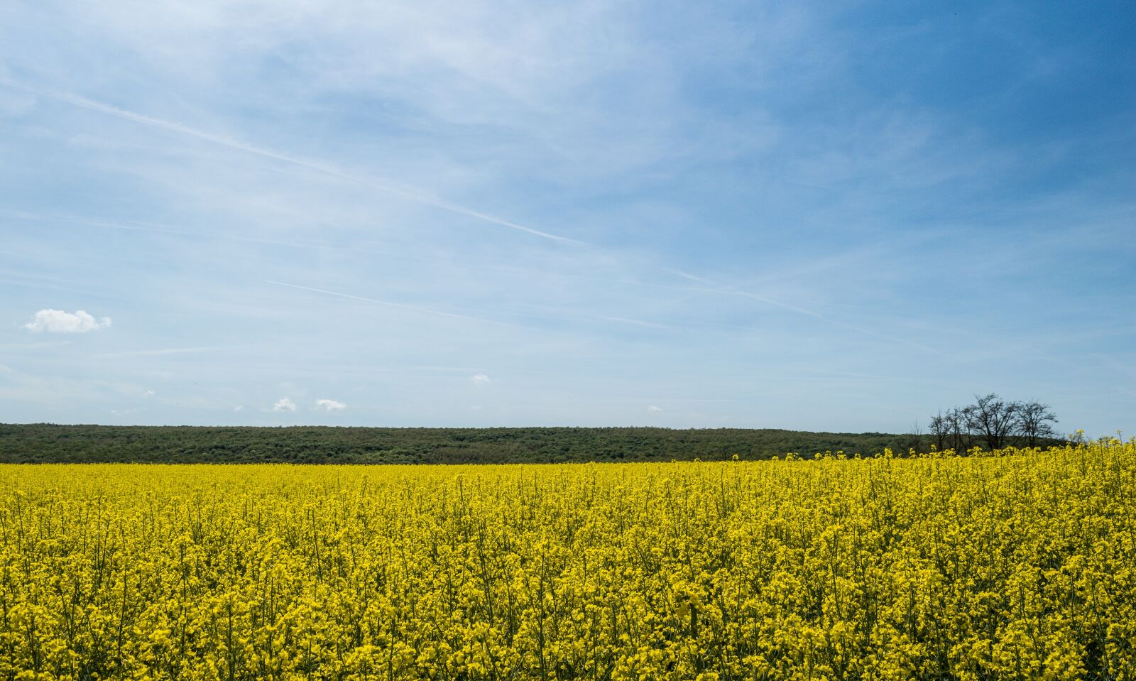 Nikon D3200 sample photo. Rape, sky, yellow photography