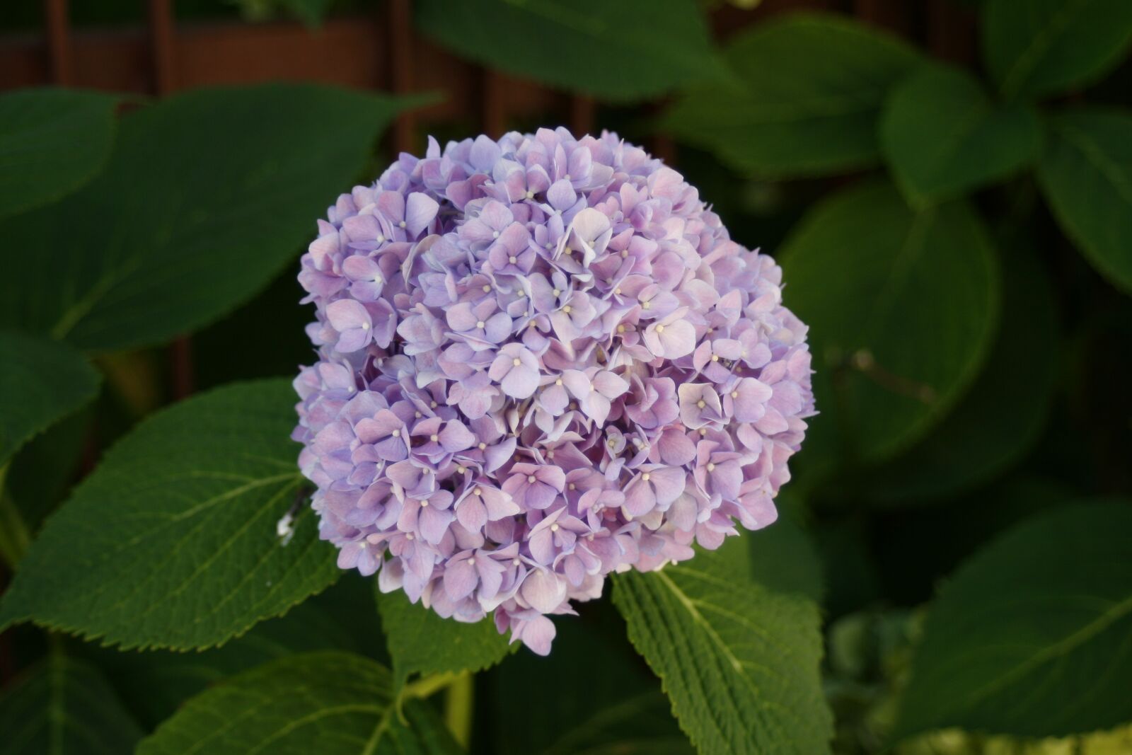 Canon EOS 400D (EOS Digital Rebel XTi / EOS Kiss Digital X) sample photo. Hydrangea, flower, plant photography