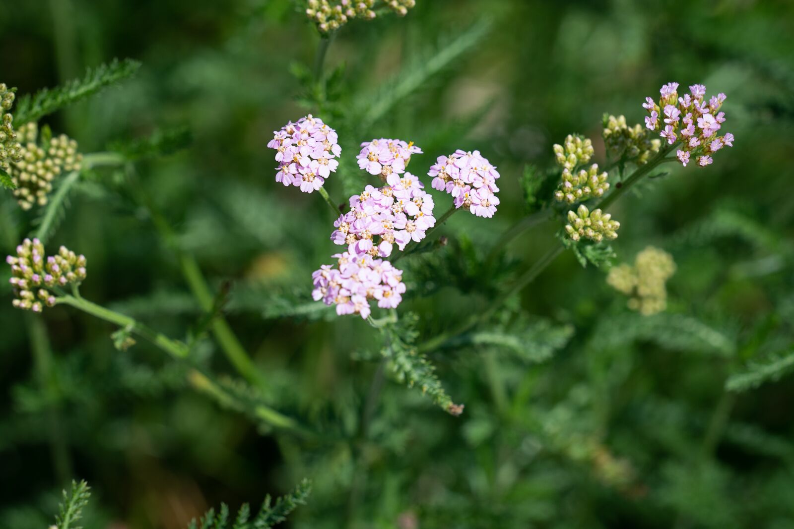 Nikon D7100 sample photo. Plant, flowers, pink flowers photography