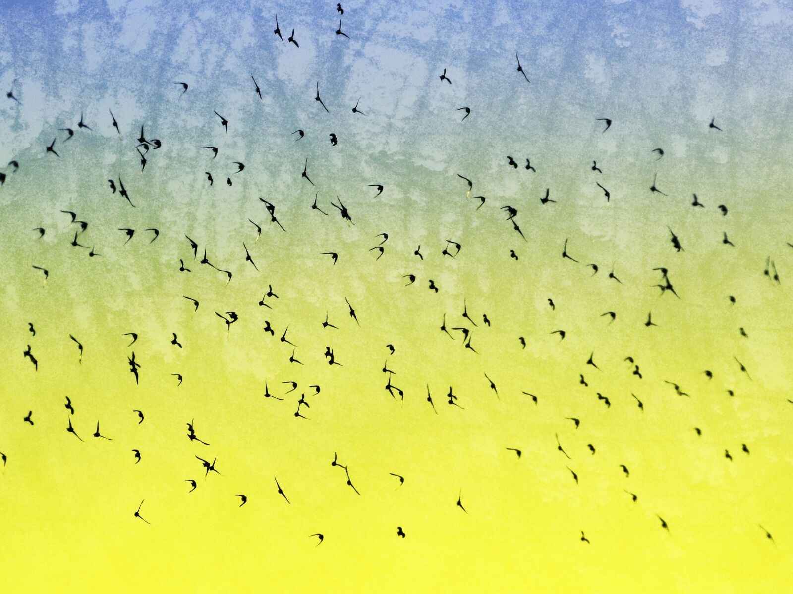 Panasonic Lumix DMC-FZ70 sample photo. Birds, flock, flight photography
