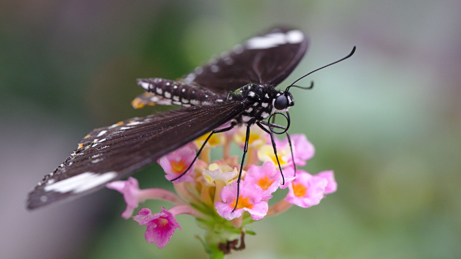 Canon EF 100mm F2.8L Macro IS USM sample photo. Butterfly, macro, insect photography