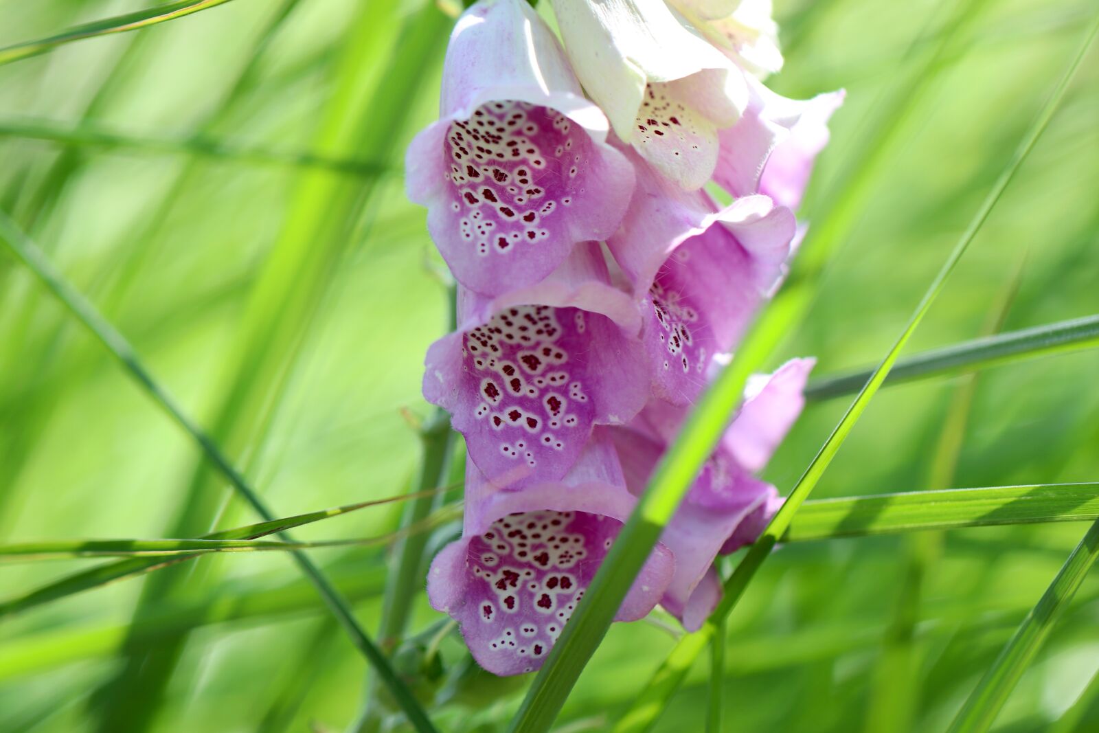 Canon EOS 800D (EOS Rebel T7i / EOS Kiss X9i) + Canon EF 100mm F2.8L Macro IS USM sample photo. Thimble, common foxglove, meadow photography