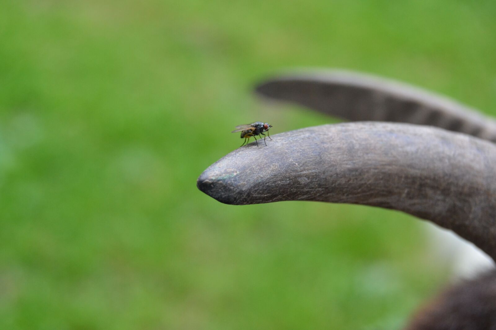 Nikon D3100 sample photo. Fly, goat horn, nature photography