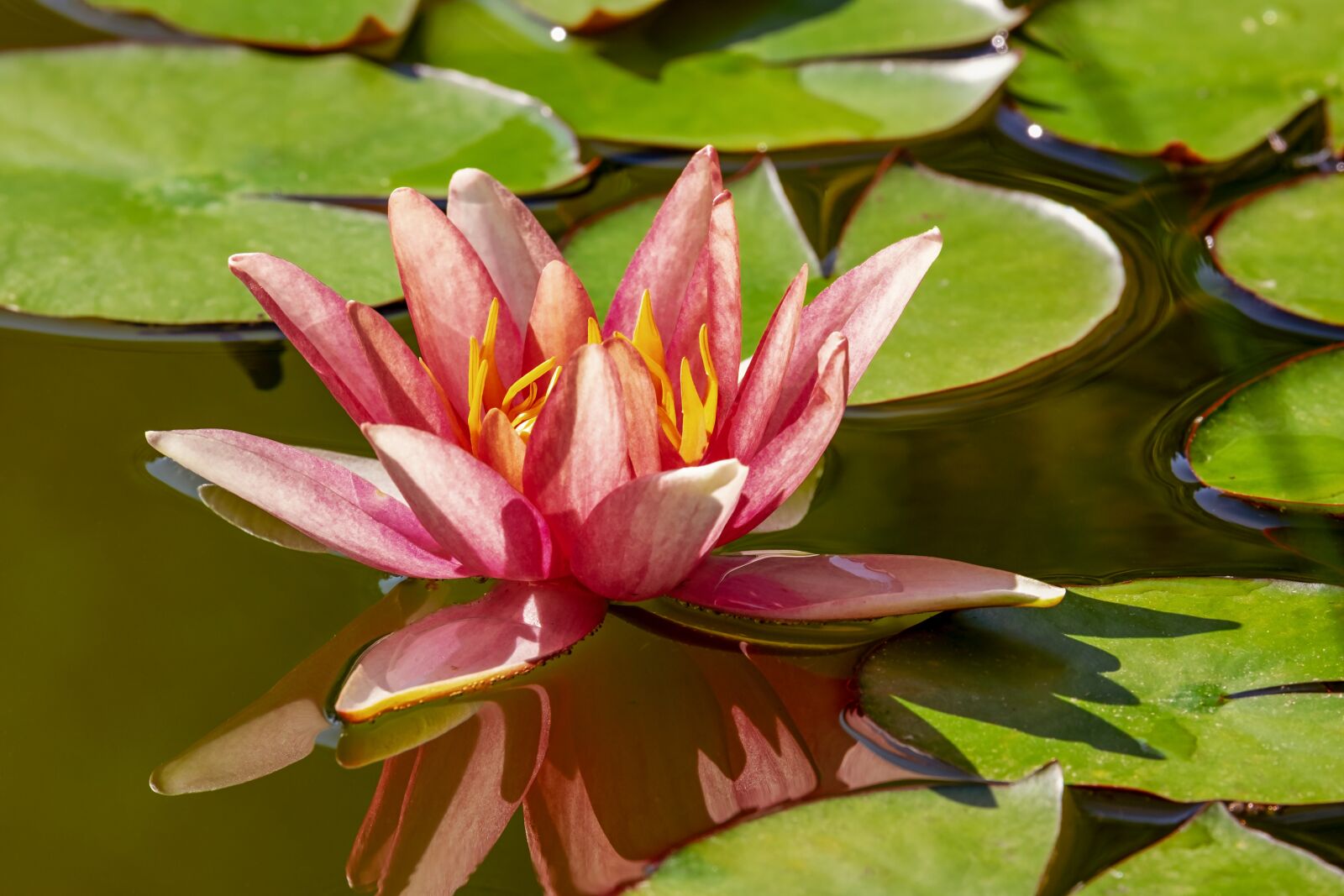 Fujifilm XF 55-200mm F3.5-4.8 R LM OIS sample photo. Water lily, aquatic plant photography