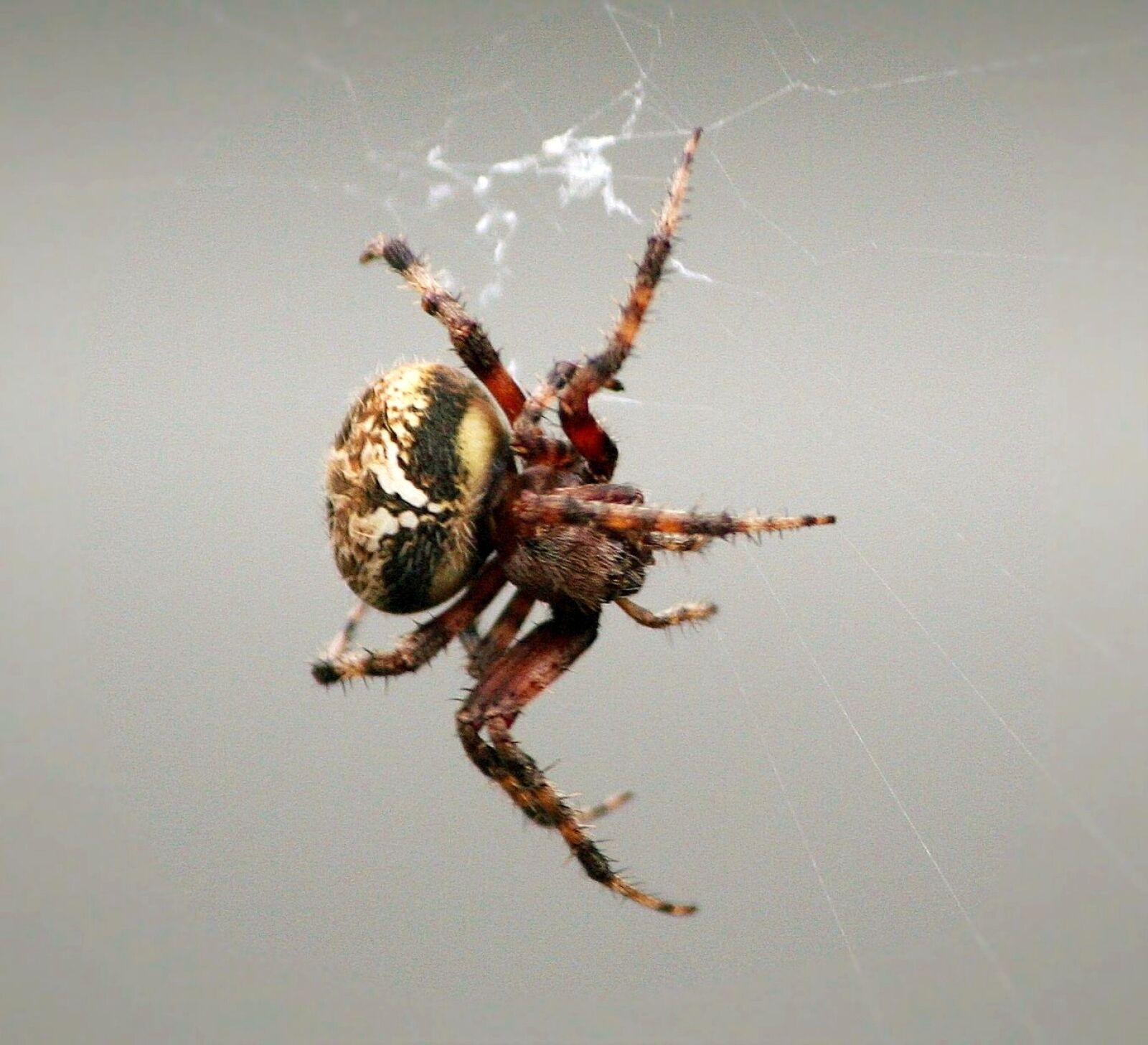 Canon EOS 350D (EOS Digital Rebel XT / EOS Kiss Digital N) sample photo. Comb-claw spider, arachnid, web photography