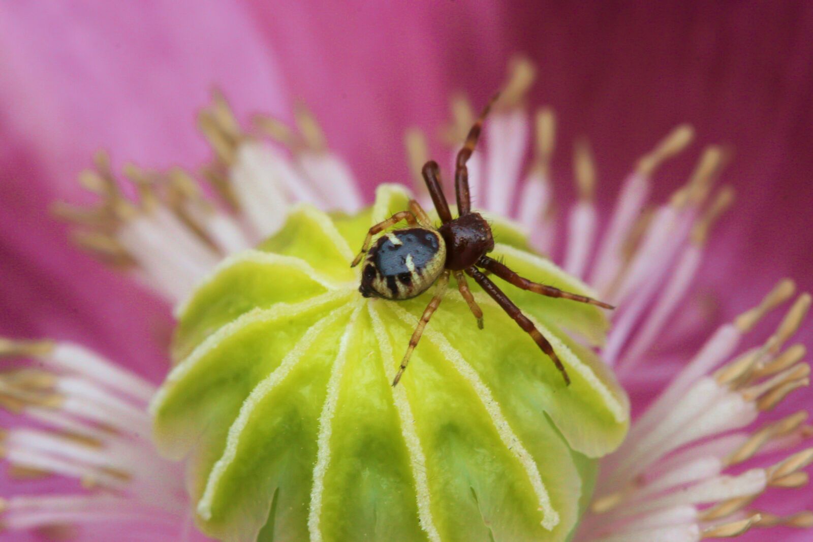 Canon EOS 30D sample photo. Thomise globular, insect, flowers photography