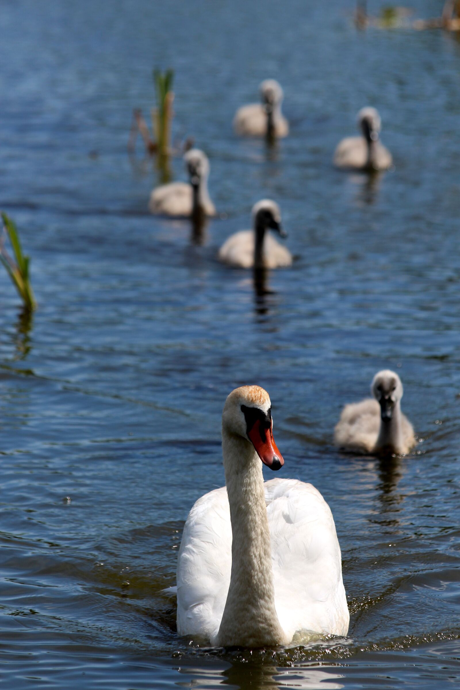 Canon EOS 650D (EOS Rebel T4i / EOS Kiss X6i) sample photo. A swan-shipun, swan, cygnus photography