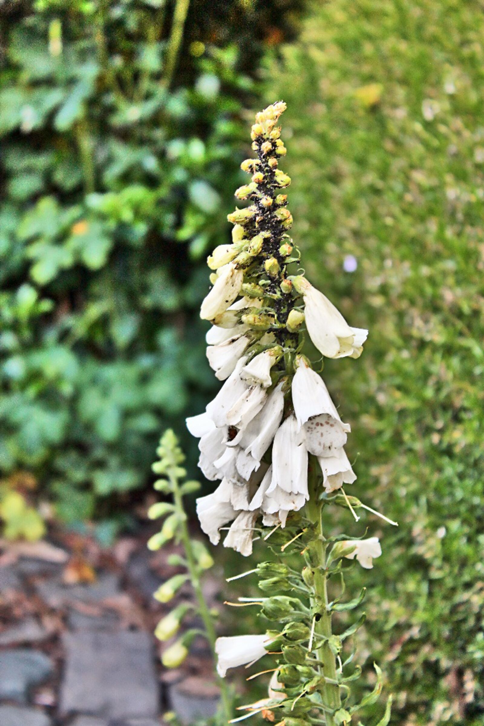 Canon EOS 1100D (EOS Rebel T3 / EOS Kiss X50) sample photo. Thimble, plant, blossom photography