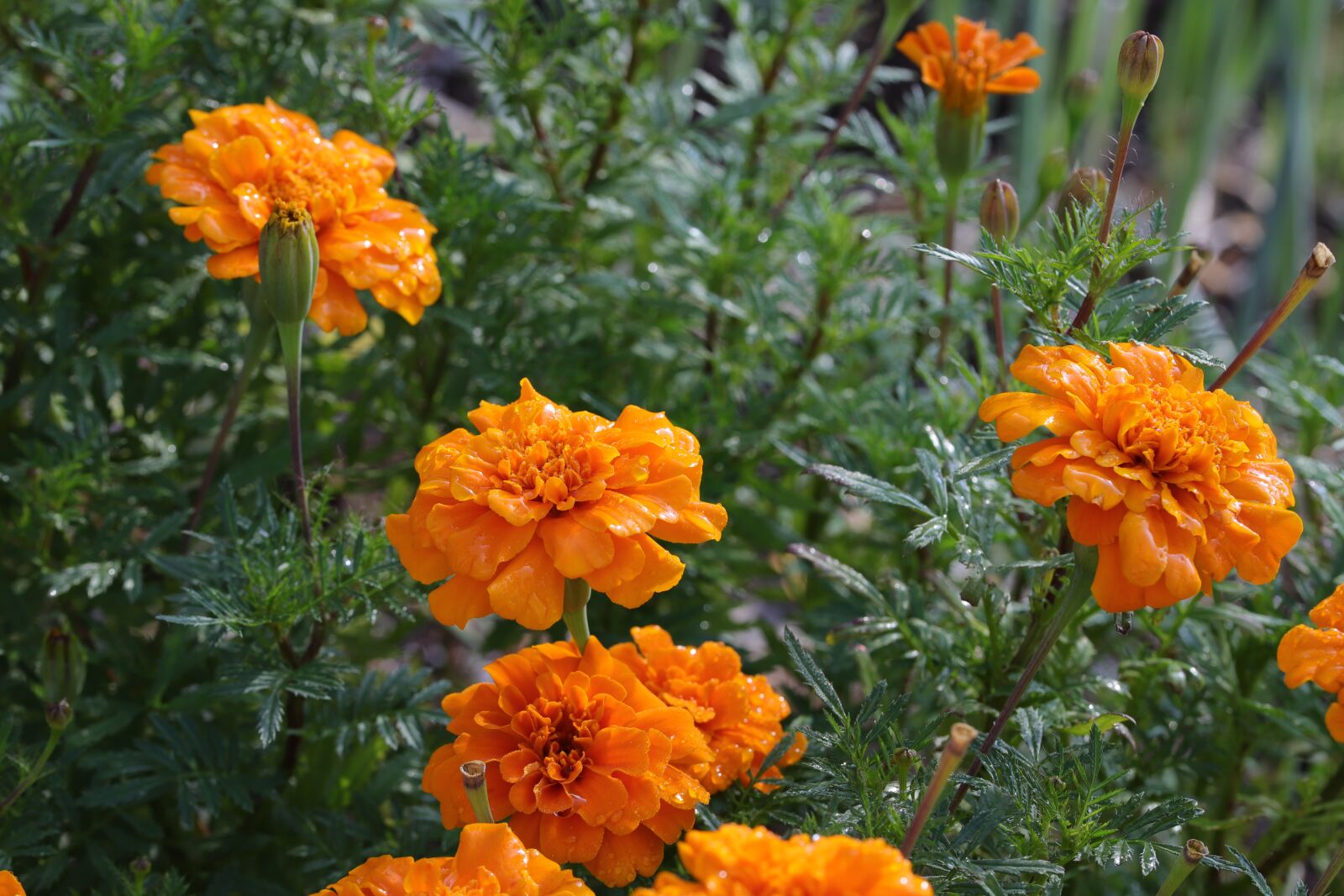Canon EOS 6D Mark II sample photo. Plants, garden, flowers photography
