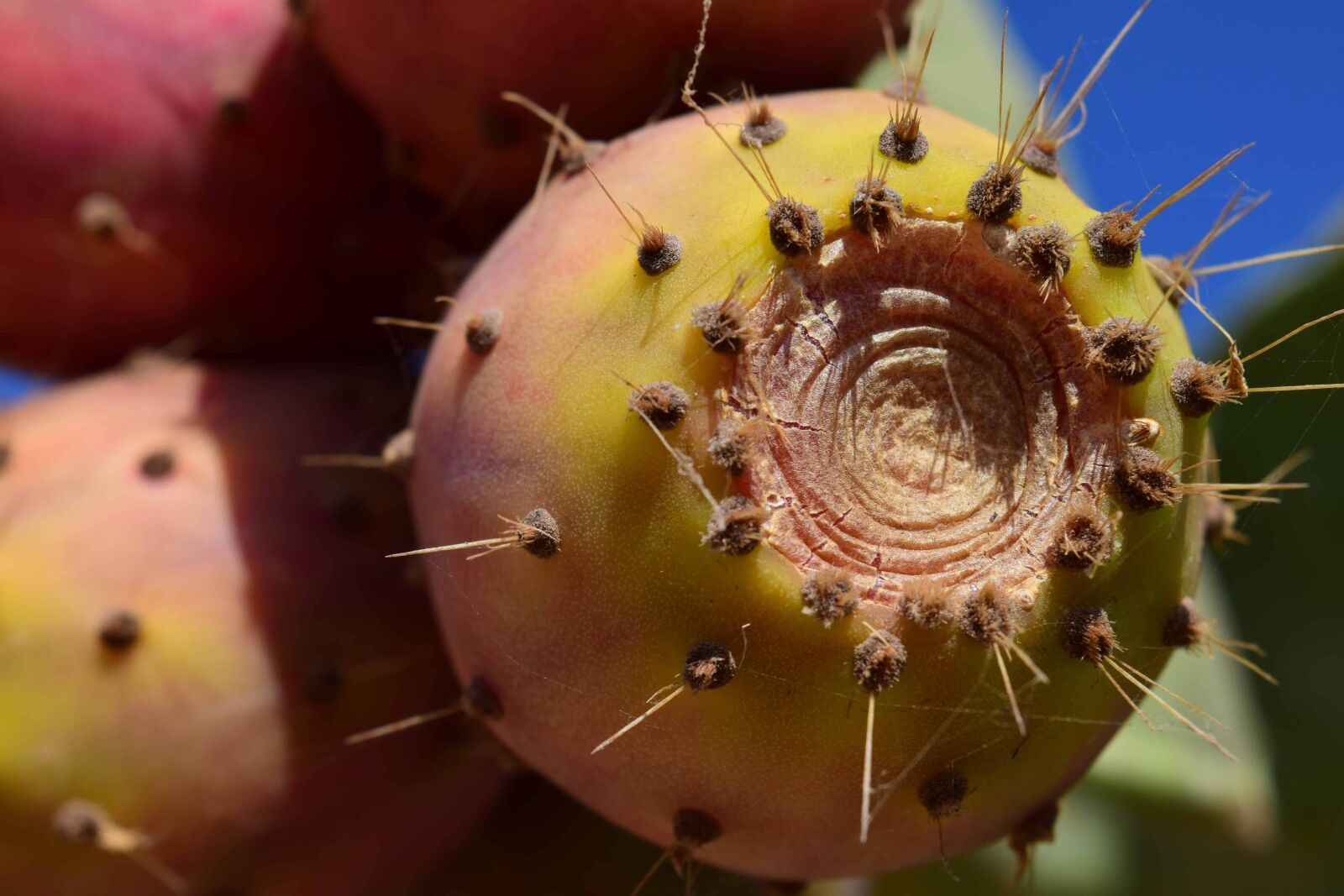 Nikon D3300 sample photo. Cactus, thorn, macro, flora photography