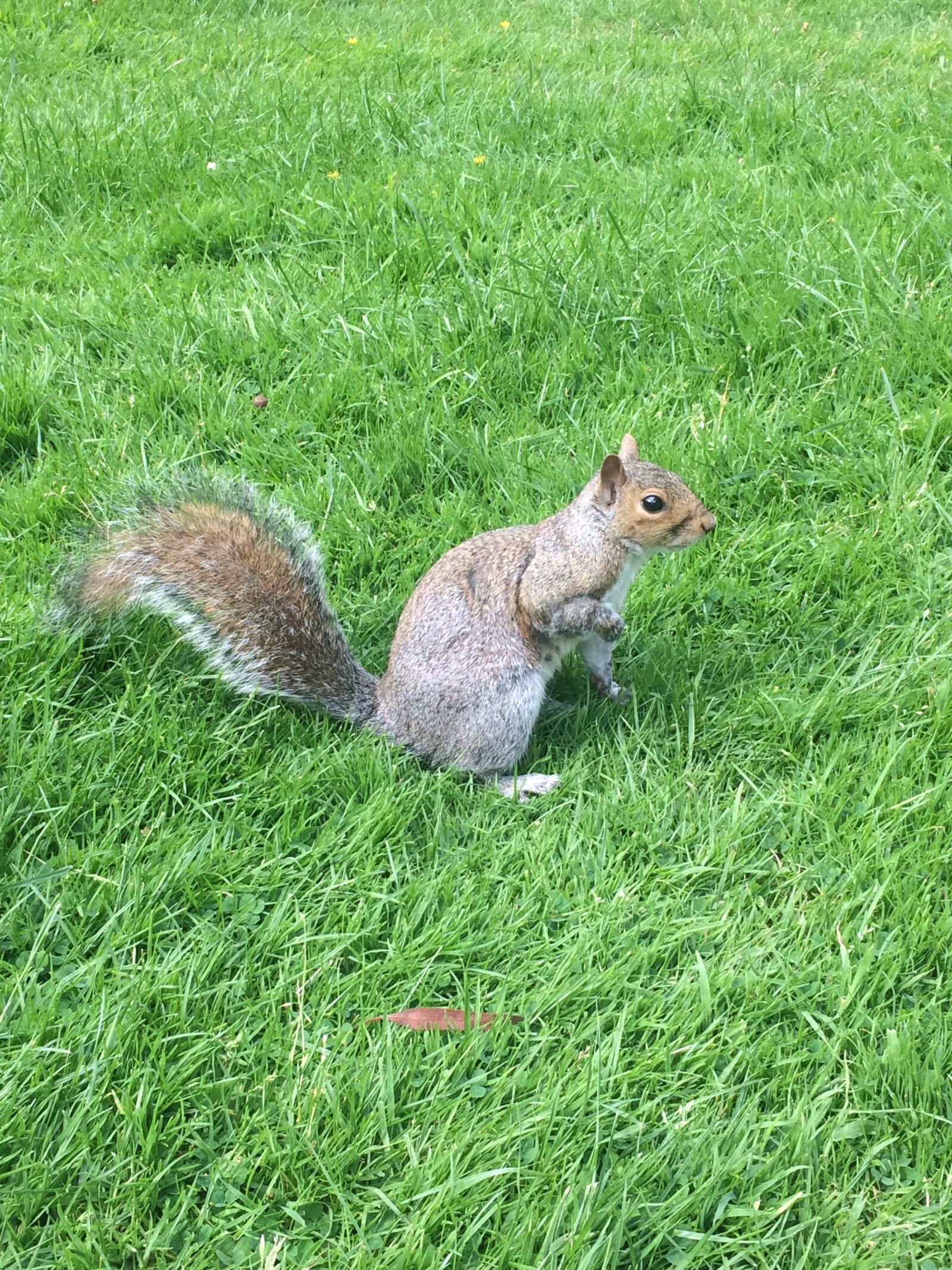 iPhone 5s back camera 4.15mm f/2.2 sample photo. Grey squirrel, squirrel, royal photography